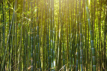 绿色竹林生长中国背景图片