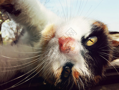 顽皮的家猫躺屋顶上可爱的小猫以种奇怪的姿势高清图片