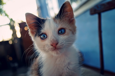 博尔迪安努顽皮的蓝色眼睛的小猫,户外特写背景
