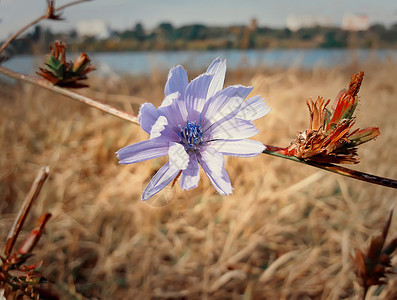 博尔迪安努进入之内秋天的草地上靠近朵蓝色的菊苣花背景