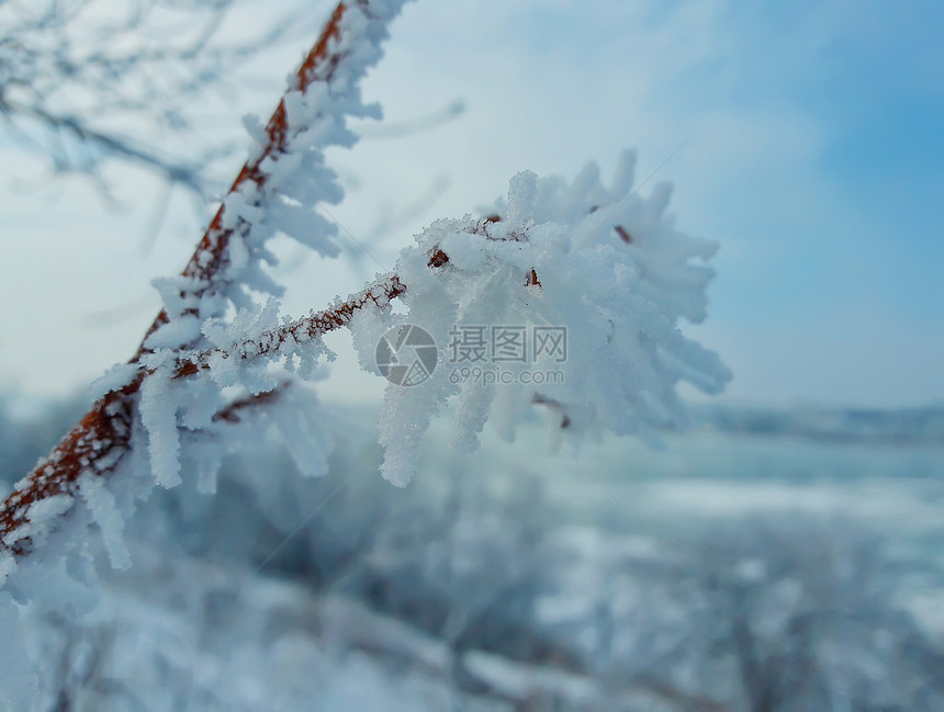 冬天的自然背景与樱桃树枝雪白色的农村背景上的霜冻图片