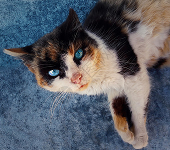 博尔迪安努顽皮的好奇的家猫,蓝眼睛斑点毛皮向上看好玩的小猫特写肖像背景