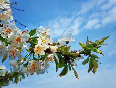 果树开花特写蓝天背景春天的樱桃花图片