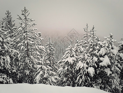 努子峰雪覆盖了山上雾蒙蒙的杉树森林风景如画的雪冬景观背景