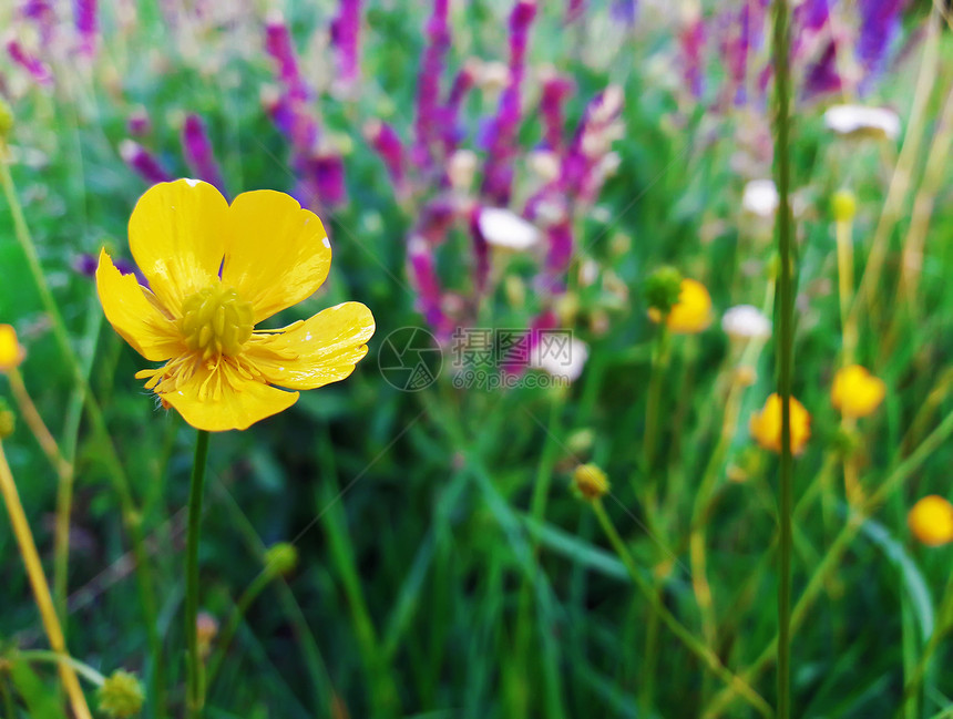 温暖的阳光下,夏天的草地上特写五颜六色的黄色紫色的花图片