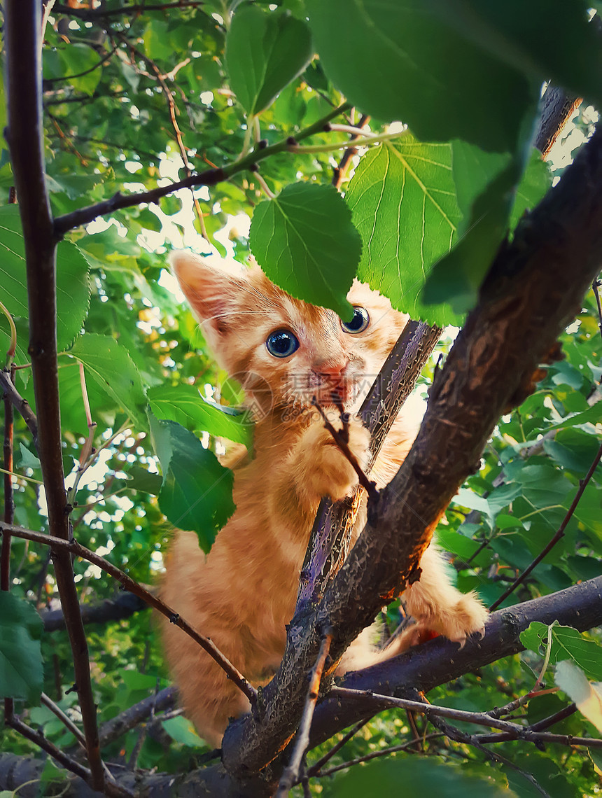 害怕的橙色小猫挂树枝上等待帮助可爱的猫,蓝色的眼睛玩耍,躲树叶后图片