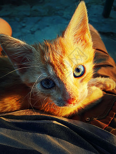 近距离观看只可爱的橙色猫躺它的主人的膝盖上美丽的小猫景象图片