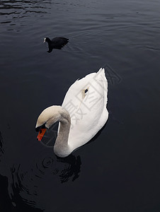 只白天鹅只黑鸟漂浮湖水上背景图片