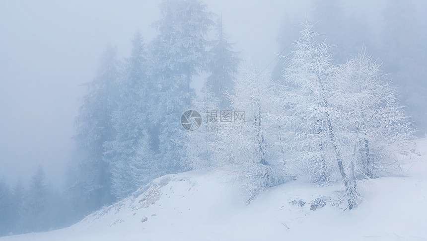 冻树覆盖着霜雾蒙蒙的,下雪的早晨山上图片