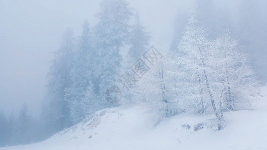 冻树覆盖着霜雾蒙蒙的,下雪的早晨山上图片