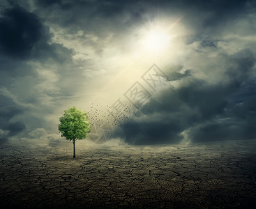 绿色的树生长开裂的沙漠中,阳光投射生命生态学环境气候变化背景图片
