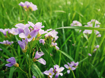 野生春季花卉草地大自然的成,绿色的Gars紫色的花瓣图片