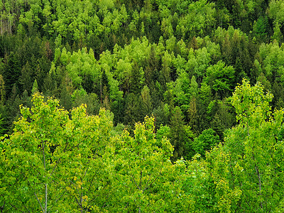 春天的森林纹理与同的绿调山上很多树图案野生自然景观,清新背景图片