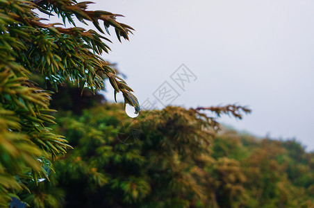 莫尔露水露珠的特写挂针叶树的枝条上雨天常绿的森林里,寒冷的雾蒙蒙的背景背景