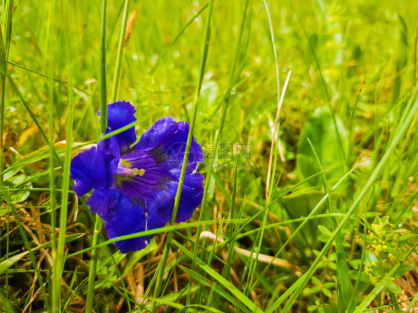 喀尔巴阡山脉的绿草中单株蓝色恩齐花龙胆草春天盛开植被图片