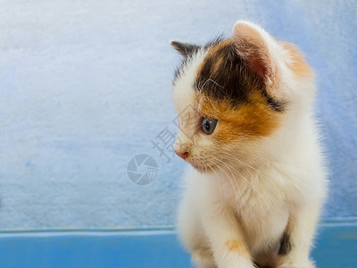 博尔迪安努顽皮的特写只可爱的小白猫的肖像,黑色橙色的斑点,蓝色的墙壁背景下,看上很好奇背景