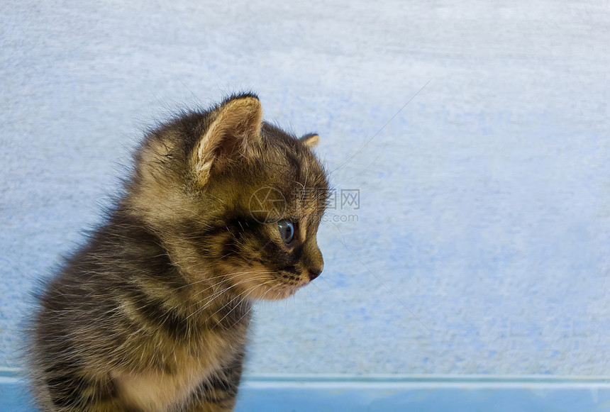 特写只可爱的小条纹灰色小猫的肖像,棕色的斑点蓝色的墙壁背景上显得很好奇图片