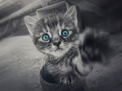 特写只可爱的小条纹小猫的黑白肖像,小猫伸出手相机,用蓝色的眼睛颜色效果看来很好奇背景图片