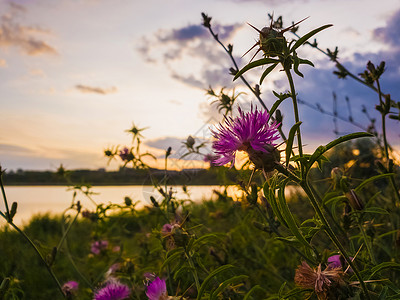 苏格兰国花蓟日落的天空背景上绽放着蓟花的刺状紫色植物的灌木丛背景
