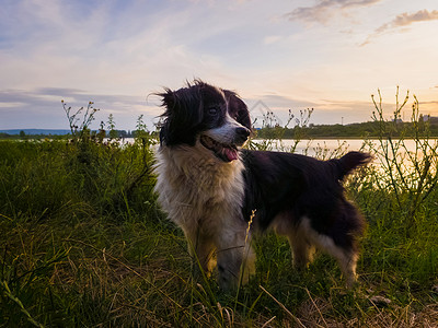 公园中的边境牧羊犬小狗黑色高清图片