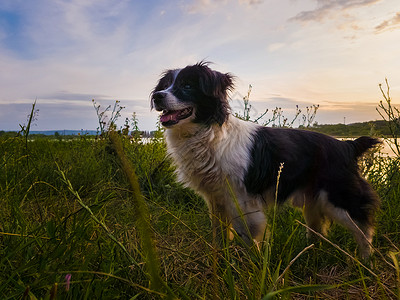快乐的狗个夏天的晚上走户外,站个绿色的草地上,个乡村的地方,看着夕阳的背景图片