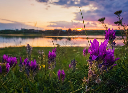 个平静的夏天傍晚,湖边的草地上,日落的背景下,盛开着野生的紫色花朵图片