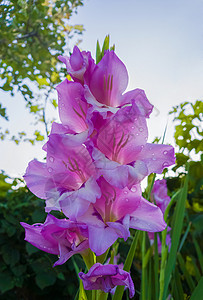 娇嫩的露水滴紫色粉红色的花瓣上剑百合花阳光明媚的夏天花园里盛开图片