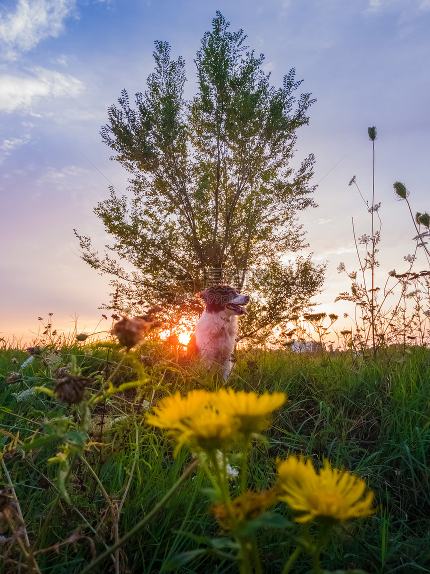 只狗日落的天空背景下,夏天开花的草地上摆姿势大自然中的肖像橙色的阳光穿透了榆树的树枝,只边境牧羊犬享受黄昏图片