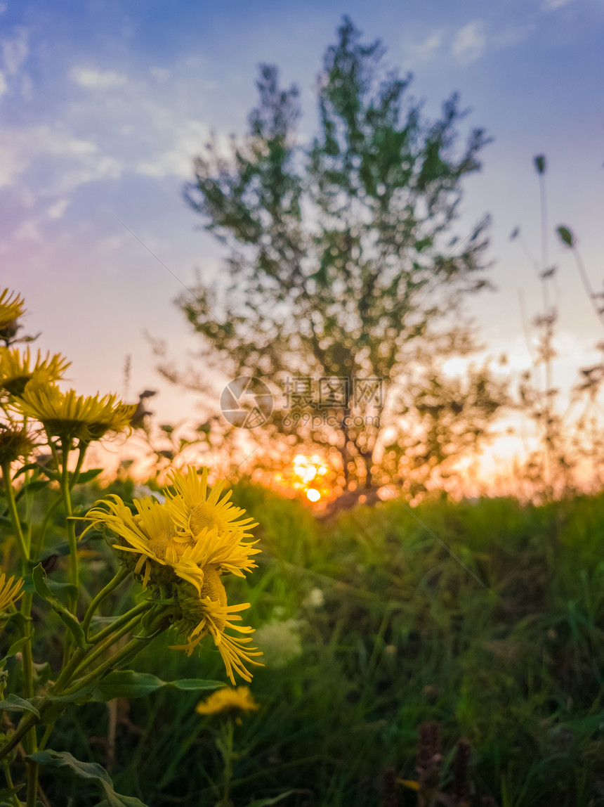 日落的天空背景下,黄色野花盛开草地上金色冠胡桃马鞭草开花图片