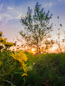日落的天空背景下,黄色野花盛开草地上金色冠胡桃马鞭草开花图片