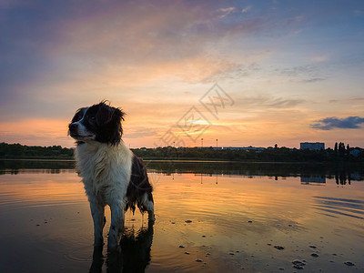 细心狗严肃而专注的边境牧羊犬的肖像,站日落背景上的池塘水中,湖上倒影美丽的宠物环顾四周摆姿势拍照背景