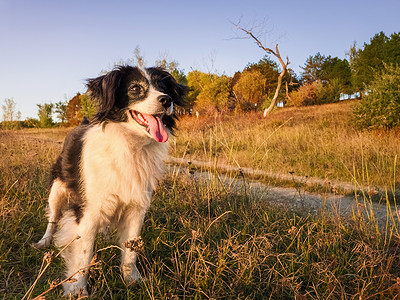博尔迪安努顽皮的快乐的老狗画像站森林附近的干燥草地上,季节的秋色,平静的日落的光线背景