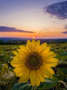 博尔迪安努晴朗的自然的阳光高清图片