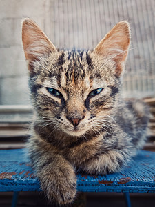 美丽的灰色三个月小猫摆户外,坐着像狮身人像可爱的小猫肖像看来鬼鬼祟祟的相机,美丽的蓝色眼睛背景图片