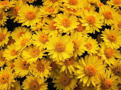 顶部视图黄色菊花花成纹理图案盛开的米迦勒玛雏菊花,清新自然可爱的背景图片