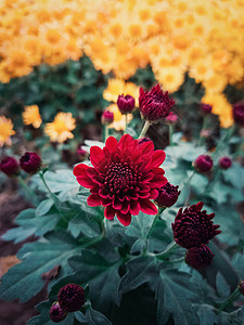 红色菊花纹理红色菊花花蕾花园中开花盛开的秋花自然背景垂直拍摄与盛开的深红色菊花背景