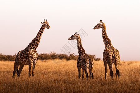 长颈鹿家族肯尼亚马拉维高清图片