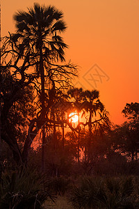 奥卡万戈三角洲日落图片