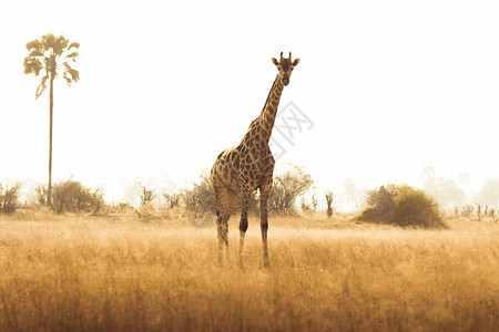 长颈鹿游戏散步中被发现图片