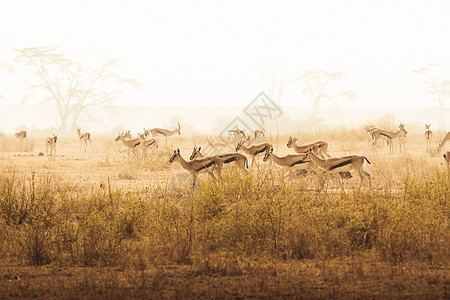 非洲公园的Impalas图片