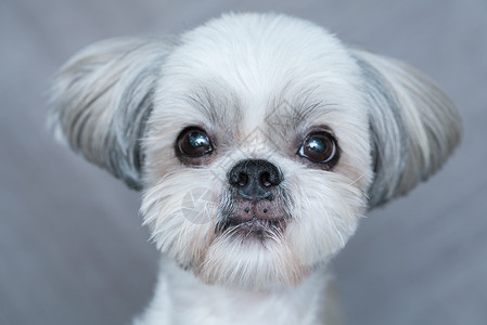可爱的施子狗特写肖像专注于鼻子可爱的施子狗图片