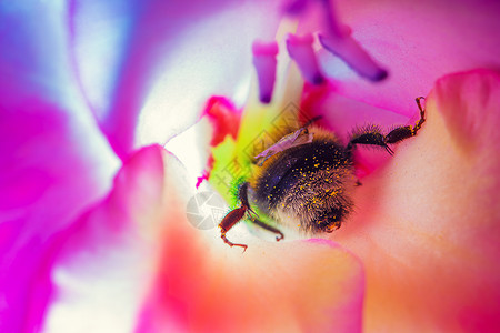 大黄蜂花充满活力的阳光色彩花中的大黄蜂图片
