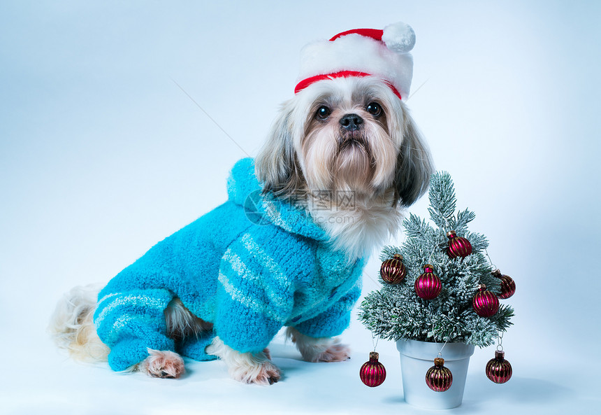 施子狗戴着诞帽,蓝色毛衣,白色蓝色背景上棵小新树施子狗图片