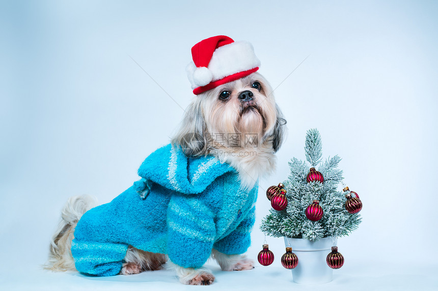 施子狗戴着诞帽,蓝色毛衣,白色蓝色背景上棵小新树施子狗图片
