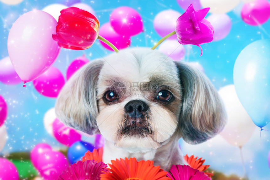 施子狗生日趣的与花气球施子狗生日图片