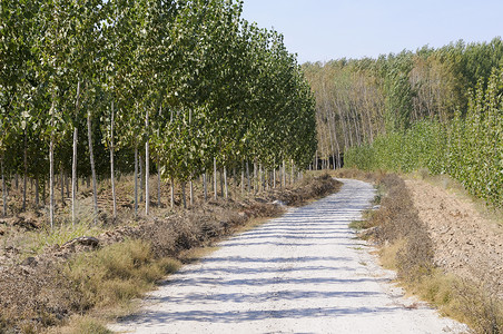 ps路牙素材西牙杨树的道路背景