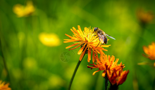 食蚜蝇黄蜂花中收集花蜜背景