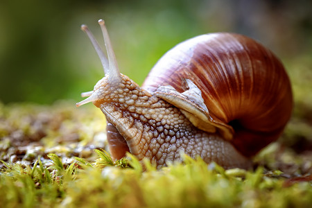 斐波那契螺旋线螺旋波马提亚也罗马蜗牛勃艮螺食用蜗牛蜗牛,种大型的可食用的呼吸空气的陆地蜗牛,螺旋科的种陆生肉质腹足软体动背景