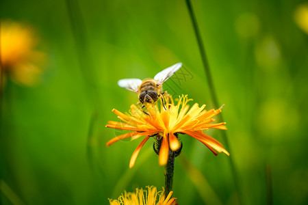 阿尔皮纳黄蜂花中收集花蜜背景