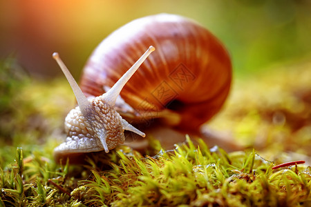 腹足类螺旋波马提亚也罗马蜗牛勃艮螺食用蜗牛蜗牛,种大型的可食用的呼吸空气的陆地蜗牛,螺旋科的种陆生肉质腹足软体动背景